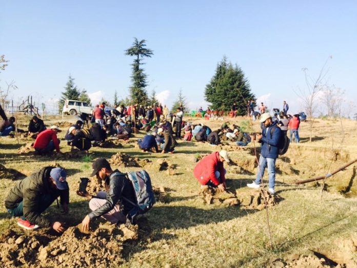 plantation campaign Nov 21