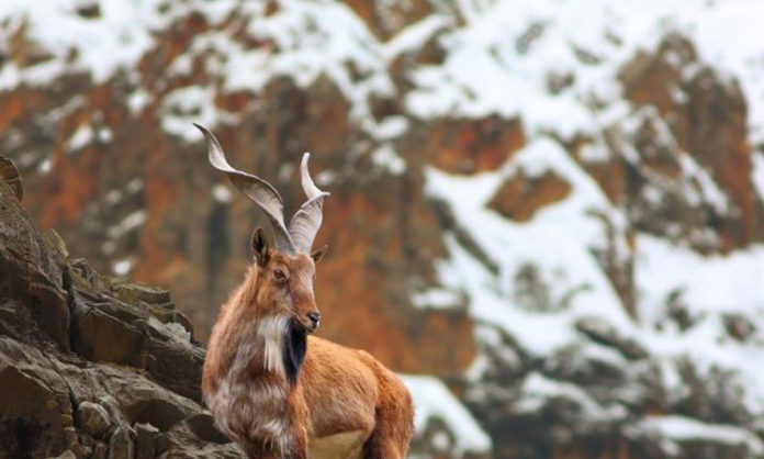 Pakistans national animal