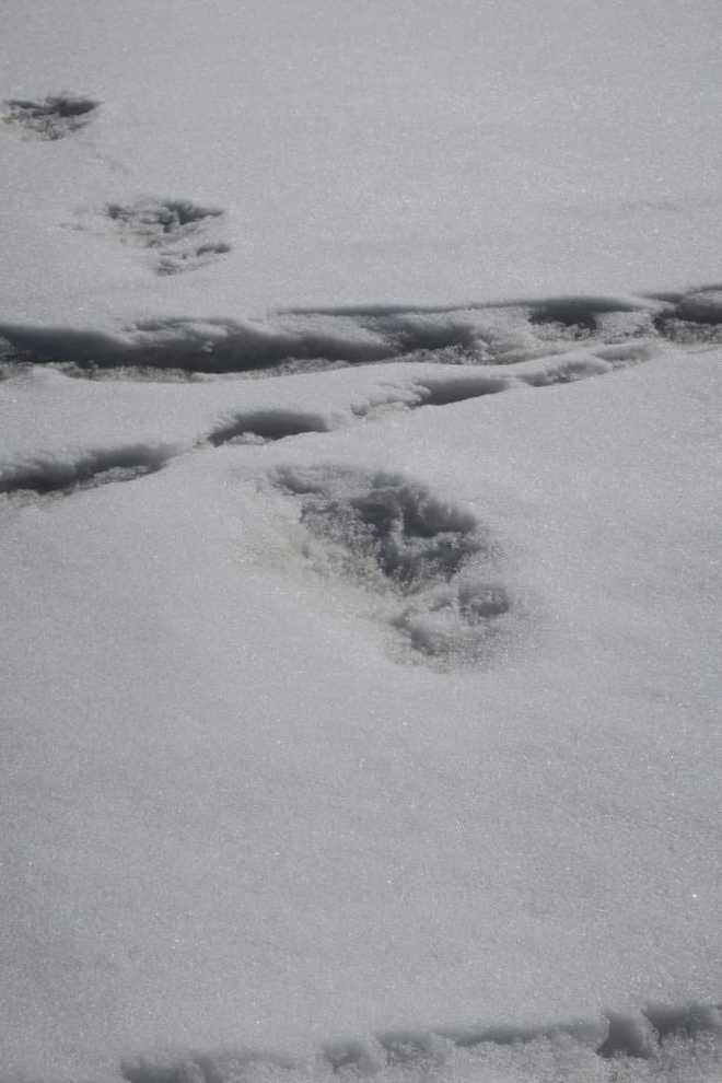 Yeti footprints
