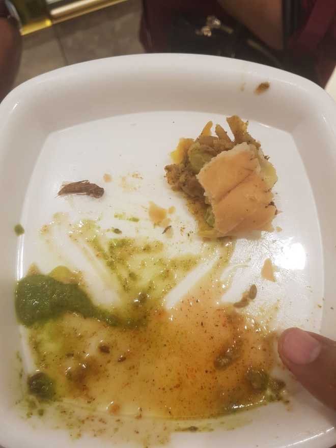 Cockroach in samosa