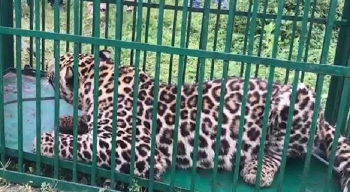 Leopard trapped near Vaishno Devi shrine, hunt on for two more